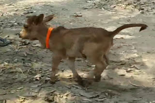 Unique cow calf