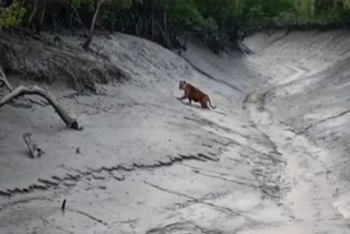 tourists of Sundarbans