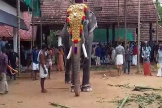 Anayoot in Thirunnakkara mahadeva temple  Thirunnakkara mahadeva temple festival  elephant feasting  തിരുന്നക്കര മഹാദേവ ക്ഷേത്രത്തില്‍ ആനയൂട്ട്  തിരുന്നക്കര മഹാദേവ ക്ഷേത്രത്തിലെ ഉത്സവം