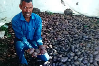 Bhopal farmer grows purple color potatoes