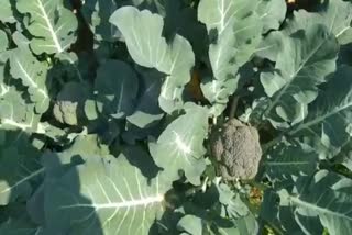 cultivating broccoli in Palamu