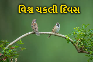 World Sparrow Day : જાણો શા માટે આજના દિવસે ઉજવવામાં આવે છે 'વિશ્વ ચકલી દિવસ'