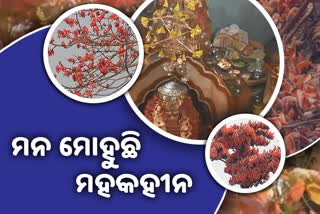 ବସନ୍ତ ଋତୁର ଆଗମନ: ମନ ମୋହୁଛି ପଳାସ ଫୁଲ