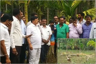 wild elephants destroying crops at shivamogga