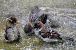 world-sparrow-day-celebrations-in-all-over-world-today