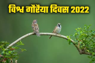 world-sparrow-day-2022-etv-bharat-special