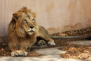 283 lions die in Gujarat in two years