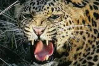 leopard