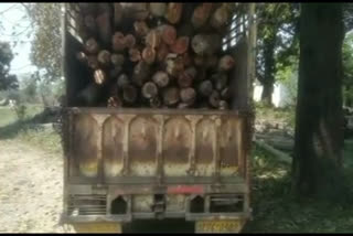 pickup-filled-with-eucalyptus-wood-caught-in-the-surai-range