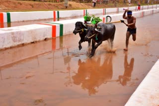 buffalo-race-in-puttur-dakshina-kannada