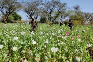Jharkhand Police takes action against Opium cultivation