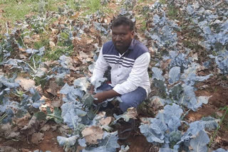 Broccoli farming