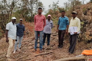 Kolhapur Trees Felled