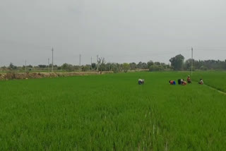 paddy crop growing farmers in kolara