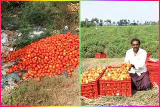 tomato farmers