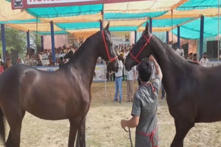 ਫਰੀਦਕੋਟ ਵਿਖੇ ਕੌਮੀ ਪੱਧਰ ਦੇ HORSE SHOW ਦੀ ਅੱਜ ਤੋਂ ਹੋਈ ਸ਼ੁਰੂਆਤ