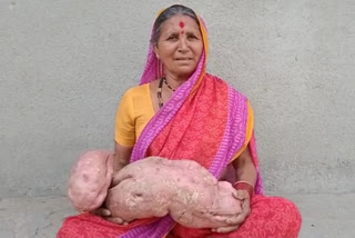 7KG Sweet Potato Found In Maharastra