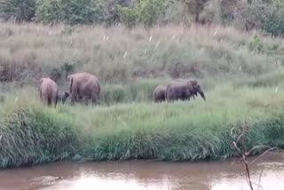 elephant terror at gunpur in rayagada