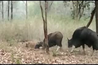 Video of tiger hunting bison goes viral