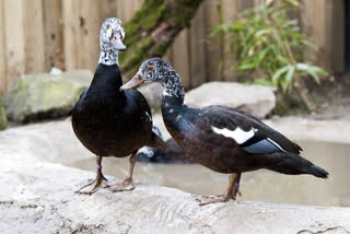 White Winged Wood Duck