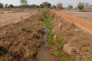 The condition of the canals of Dhamtari is crisp