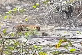 Sawai madhopur tiger vs leopard video