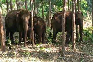 Wild elephant herd at Thrissur Palappally center  Wild herd at Thrissur Palappally  തൃശൂർ പാലപ്പള്ളി കാട്ടാന ആക്രമണം  പാലപ്പള്ളി സെന്‍ററില്‍ കാട്ടാന കൂട്ടമിറങ്ങി  കൊച്ചിന്‍ മലബാർ റബ്ബര്‍ എസ്റ്റേറ്റ് ആന കൂട്ടം ആക്രമണം  Cochin Malabar Rubber Estate Elephant Herd Attack