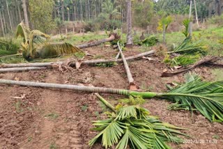 Destruction Of The Nut Plantation in Davangere