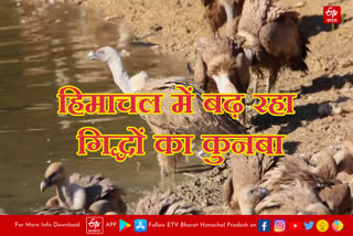 vultures increased in himachal