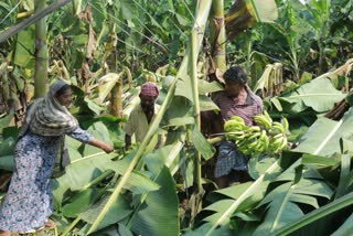 Massive crop damage in Summer rain at Kozhikode  Kozhikode news  mukkam news  വേനൽ മഴയില്‍ വൻ കൃഷി നാശം  Summer rain kerla