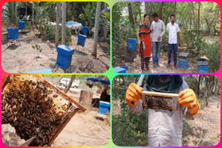 bees Cultivation