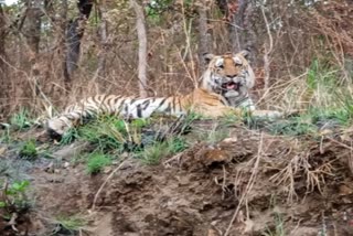 'Hill tiger' found in Himavad Gopalaswami hill