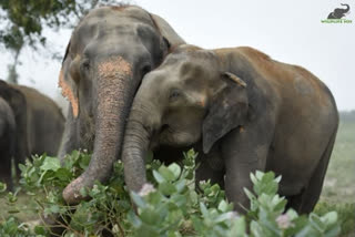 Herd of elephants refuse to move out of rubber estate in Kerala