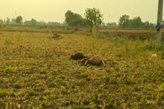 Cows Death in kowthalam Kurnool district