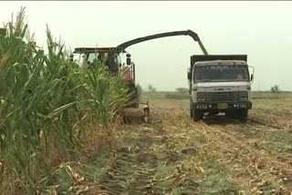 Waterlogged drying corn crop in guntur district