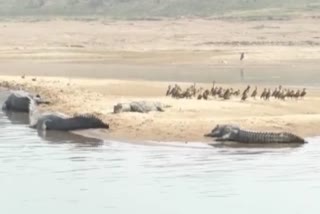 Aquatic creatures decreased in Chambal river