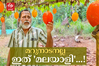 kodanchery gag fruit farming  വിയറ്റ്‌നാമിന്‍റെ ഗാഗ് പഴം കോഴിക്കോടിന്‍റെ മലയോര മണ്ണിലും  വിയറ്റ്‌നാമിന്‍റെ ഗാഗ് പഴം വിളയിച്ച് കോഴിക്കോട് കോടഞ്ചേരി സ്വദേശിയായ ആലക്കൽ ജോസഫ്  കോഴിക്കോട് ഇന്നത്തെ വാര്‍ത്ത  kozhikode todays news  gag fruit farming of kodanchery native alakkal joseph