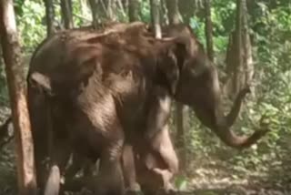 जंगली हाथियों का झुंड