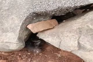 baby bear stuck between stones