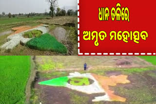 india map art at paddy field for amrut mahotsav in kalahandi