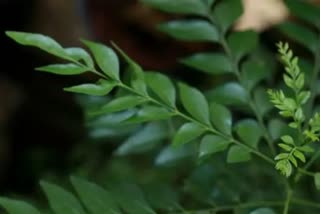 Curry Leaves Health Benefits