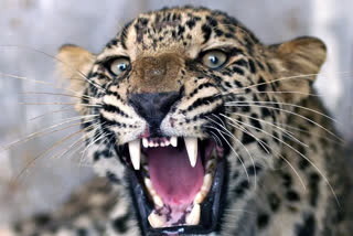 Leopard attack on BJP leader Ashok Kaul