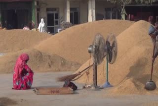 wheat procurement in haryana mandis