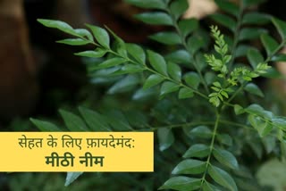 खून बढ़ाता है और वजन कम करता है करी पत्ता, How are curry leaves good for health,  health benefits of curry leaves,  sweet neem,  health tips,  nutrition tips,  healthy foods