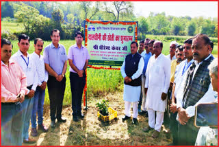 Cinnamon will grown in Himachal