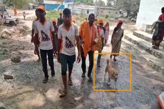 Dog goes hiking with owner to Srisailam