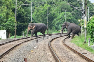 palakkad electric fence  Walayar elephant electric fence  Palakkad elephant attack  പാലക്കാട്‌ ആന ശല്യം  വാളയാര്‍ വൈദ്യുതി തൂക്കു വേലി