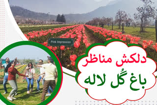 asias-largest-tulip-garden-thrown-open-for-public