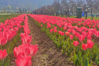 Asia's largest tulip garden, situated at the foot of the Zabrawan Hills in Srinagar, was thrown open for the public on Wednesday by Chief Secretary Arun Kumar Mehta. The Chief Secretary also inaugurated the online ticketing facilities of the garden.