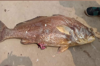 Rare fish: 26 కిలోల ఆ చేప ధర.. అక్షరాల రూ.2.90 లక్షలు..!